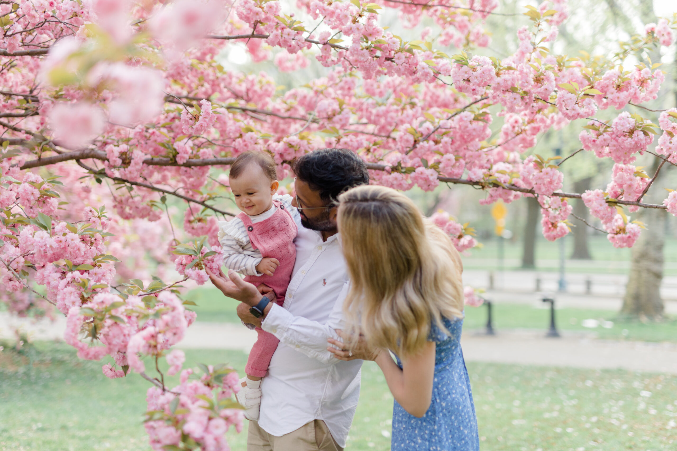 A family looks at the cherry blossoms in Central Park at a spring family mini session in New York City shot by Jacqueline Clair Photography